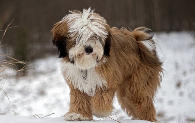 Tibetanski terrier store